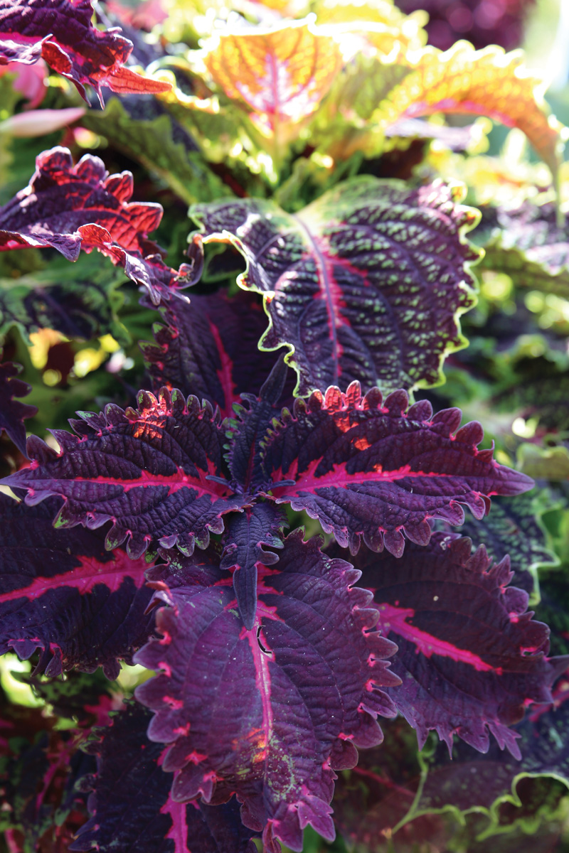 Coleus Terrascape Pink Ribbons: This colorful coleus variety can handle more sun than others, and late season blooms keep the focus on foliage.