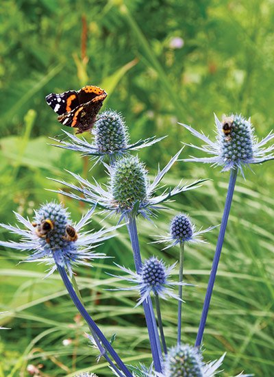 ‘Big Blue’ (Eryngium x zabelii)