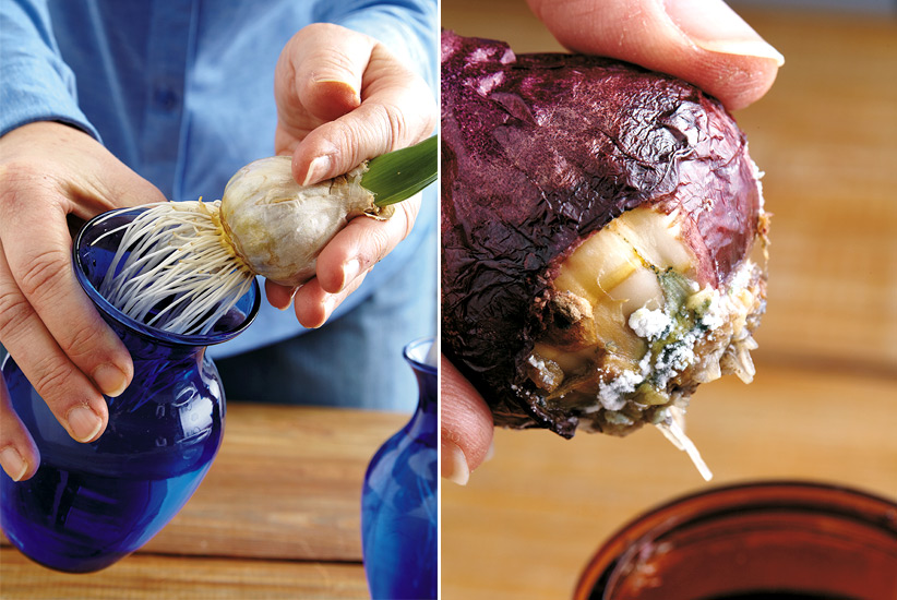 how-to-force-flower-bulbs-indoors-check-for-mold: Roots will form along the bulb's basal plate. The one at right got moldy because it sat in water too long.