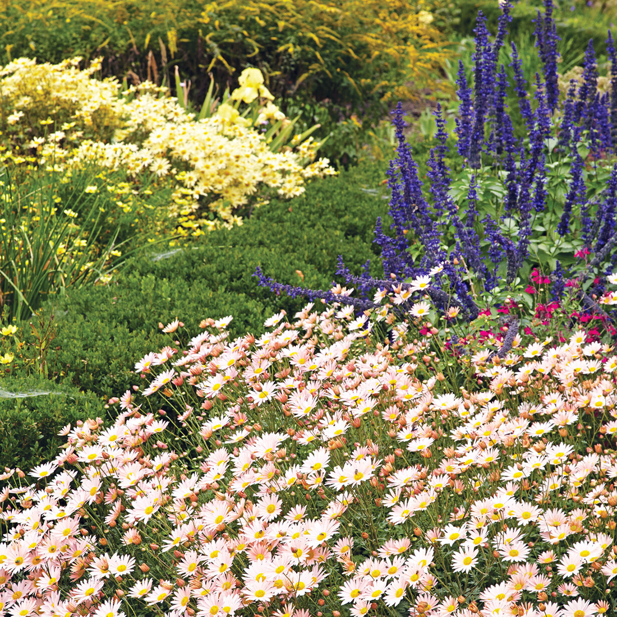 Sheffield Pink garden mum and mealycup sage in the fall garden: Pair a long-blooming spike flower, such as ‘Victoria Blue’ mealycup sage, with ‘Sheffield Pink’ garden mums for a dynamic mix of shapes.