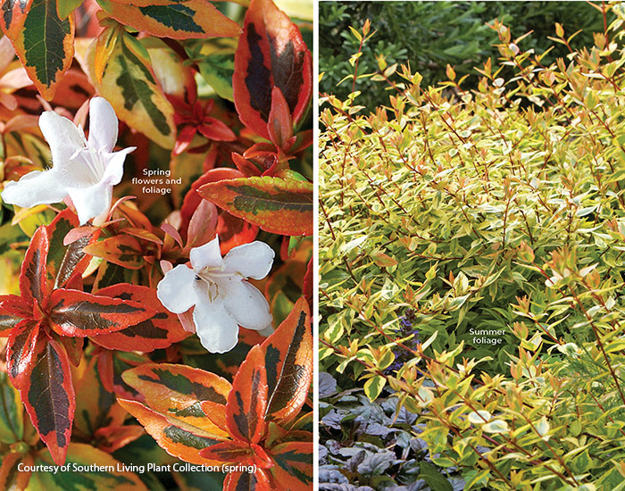 Kaleidoscope glossy abelia multiseason shrub courtesy of Southern Living Plant Collection: To avoid winter damage in USDA zone 6, grow ‘Kaleidoscope’ glossy abelia in a spot out of cold winter winds.