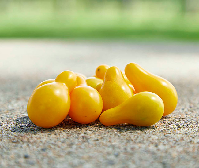 ‘Yellow Pear’ 