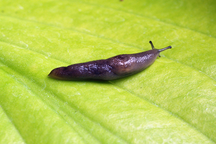 slug hosta leaf: Hostas are a favorite snack for slugs.