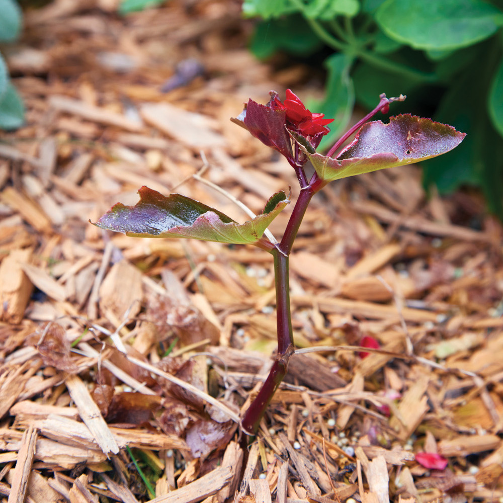 185 RGA Begonia cutting rooting in the garden: Sue takes begonia cuttings throughout spring and summer and plants them directly in the garden bed.