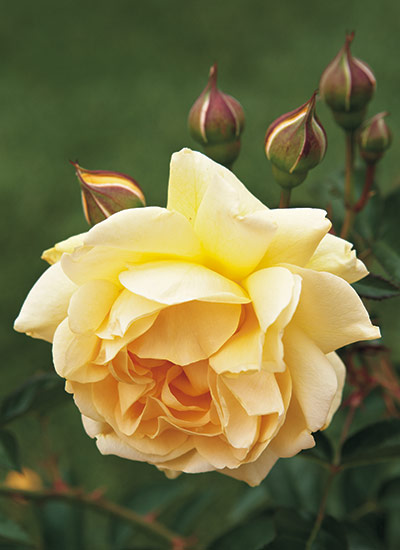 fp-d-cottage-garden-players-fragrance: Grow a fragrant rose near a path you often walk so you won't miss its enticing scent.  
