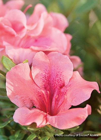 Autumn Coral azalea (Rhododendron hybrid)