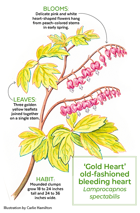 'Gold heart' bleeding heart labelled botanical illustration: ‘Gold Heart’ bleeding heart botanical illustration.