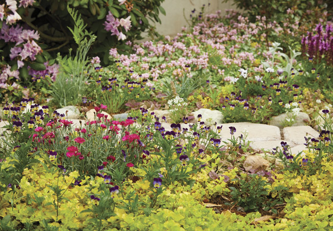 174-FG-reader-garden-winners-low-growing-masterpiece: Tufts of bright pink dianthus mix beautifully with smaller mounds of purple Johnny jump-ups and white sweet alyssum, and spreading creeping Jenny and pink-flowered spotted deadnettle (Lamium maculatum).