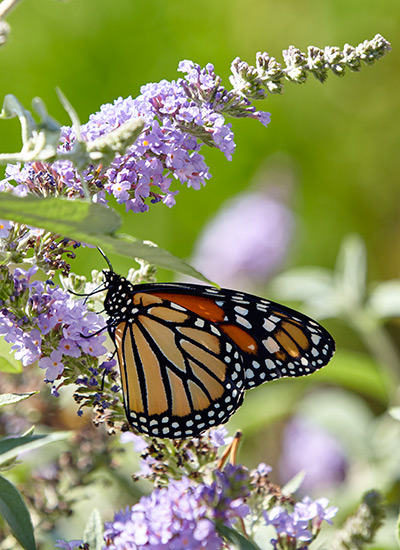 ‘Glass Slippers’ butterfly bush (Buddleja hybrid)