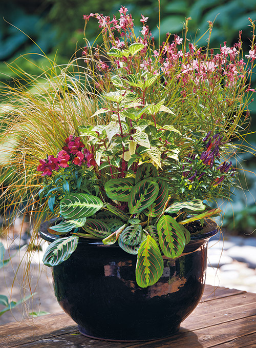 c-summer-container-makeover-after: Don't be afraid to add houseplants like prayer plant to your outdoor planters.