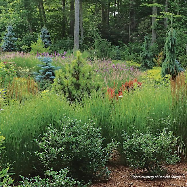 Switchgrass as a natural filler: At 3 to 4 feet tall, ‘Shenandoah’ fills in space in the middle of the border, outcompeting weeds with its thick roots and giving the planting a prairie feel.