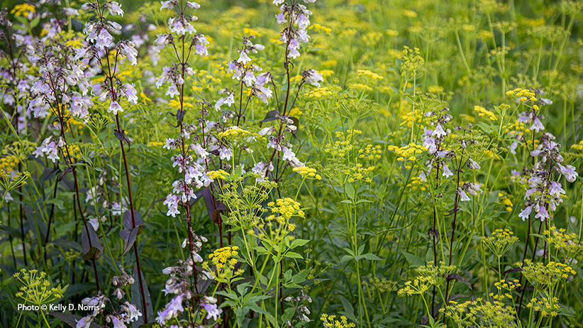 Penstemon and Golden Alexander by Kelly D. Norris: Penstemon and Golden Alexander make a great native plant pair in the garden.