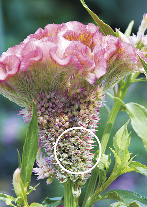 celosia seed closeup:Take a close look at the side of this cockscomb celosia — those little black specks are seeds! Gather them by gently rubbing with your finger so they fall into a small container