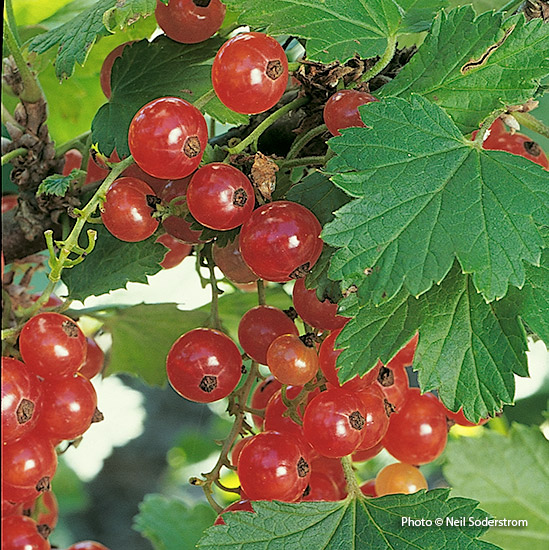 Red currant (Ribes rubrum)