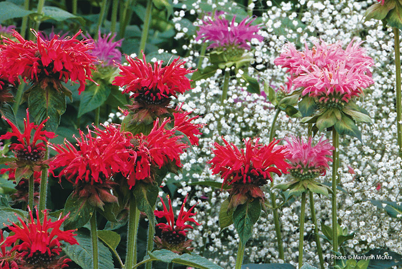 fp-d-clay-soil-BeeBalm