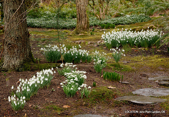 Naturalized Snowdrops at Jane Platt Garden, OR: Give snowdrops a spot with moist, humus-
rich soil in full sun to part shade. Where they’re happy, they’ll spread like this!