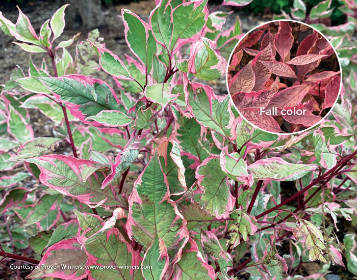 Sgt. pepper Tatarian dogwood foliage in spring and fall from Proven Winners: At 4 to 6 feet tall with color changing foliage, this dogwood makes a dramatic background plant.  