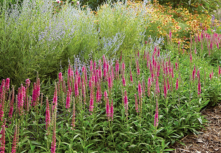 Red Fox speedwell with russian sage: The vivacious rose-pink blooms of ‘Red Fox’ speedwell 
and cool lavender Russian sage flowers create a lovely color combination and bring in lots of pollinators.