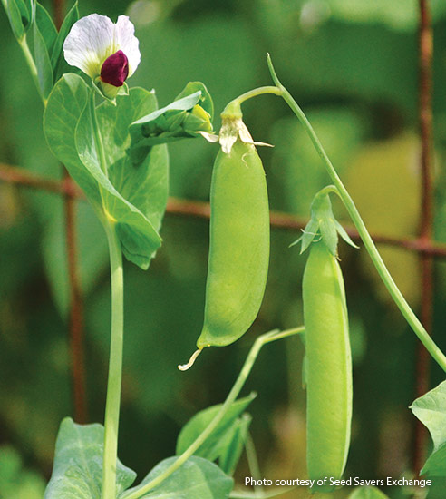 ‘Dwarf Gray Sugar’ pea