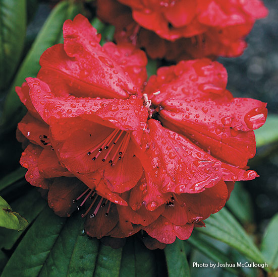 10-plants-attract-hummingbirds-Rhododendron: Plant rhododendrons in a full-sun spot where they’re protected from strong winter winds to get the most vigorous  growth and the best flowers.