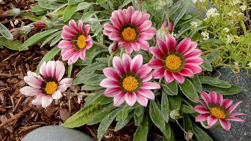 7 Heat And Rain Resistant Flower Plants