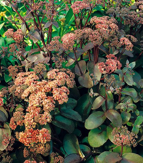 Sedum (Sedum telephium ‘Bon Bon’)