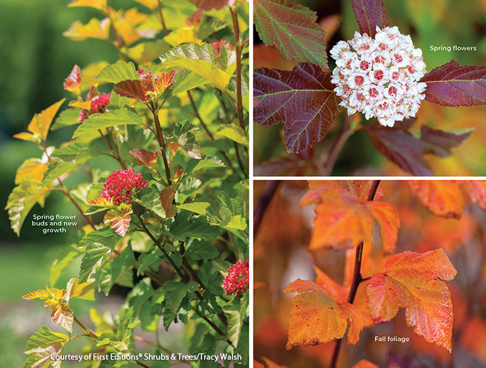 Amber Jubilee ninebark collage Courtesy of First Editions Shrubs & Trees / Tracy Walsh: Grow Amber Jubilee in mixed borders filled with spring bulbs, flowery annuals and ornamental grasses and you’ll always have a colorful show.