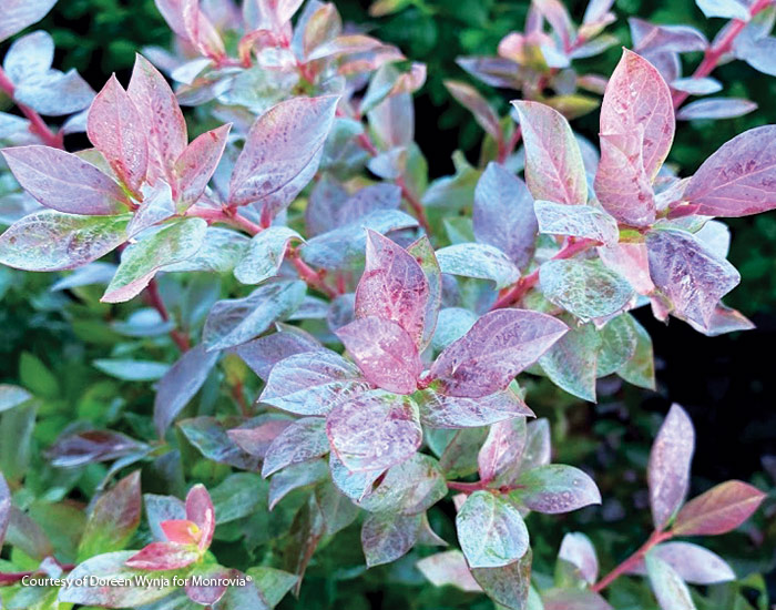 Bountiful belle blueberrry photo by Doreen Wynja for Monrovia: Delicious fruit and beautiful foliage make this new blueberry a must-have shrub.