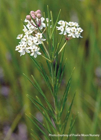 Whorled milkweed (Asclepias verticillata)