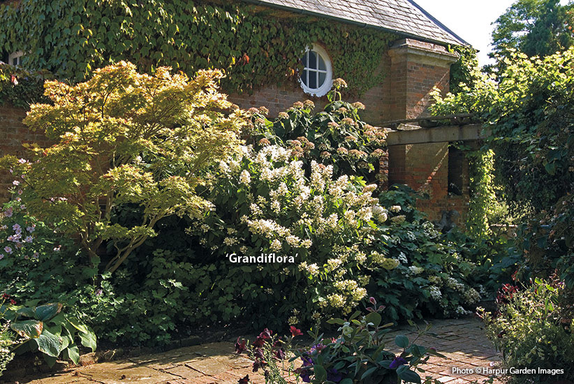 Five panicle hydrangeas for your garden | Garden Gate