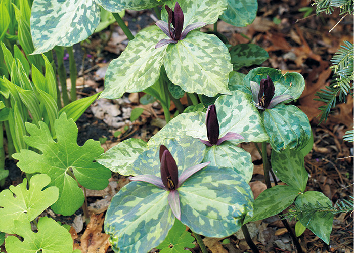 Trillium plant: Trillium is a lovely shade plant with variegated leaves that will happily reseed in the garden. 