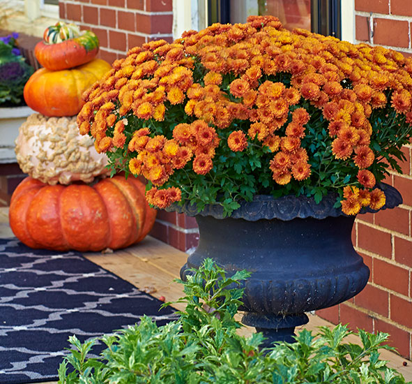 Turn up your fall curb appeal | Garden Gate