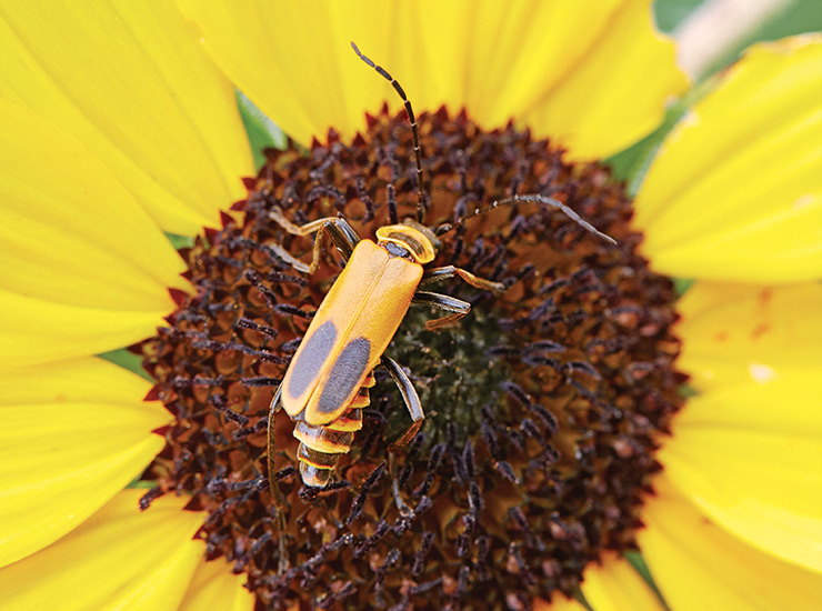 Goldenrod soldier beetle on a sunflower: Goldenrod soldier beetles look similar to fireflies.