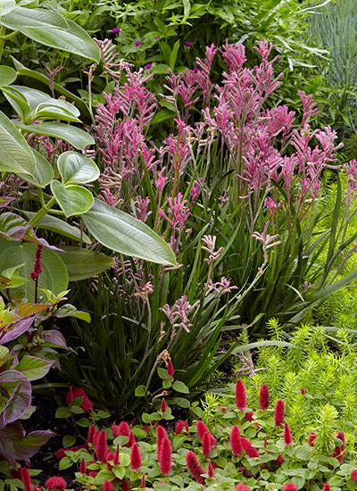 Kangaroo paw (Anigozanthos spp. and hybrids)