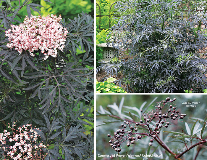 Black Lace Elderberry courtesy of Proven Winners ColorChoice R: Add dark foliage to your garden with Black Lace elderberry which also features large, fragrant pink flower clusters.