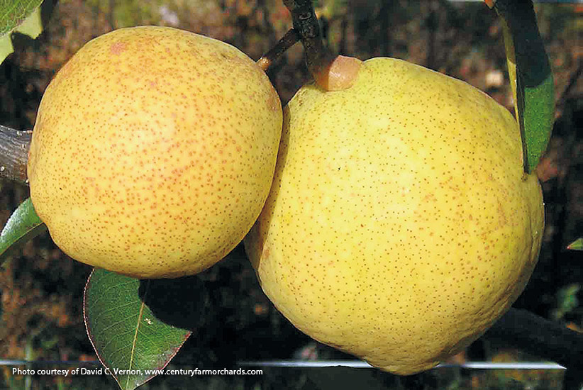 Dwarf pear (Pyrus communis ‘Kieffer’)