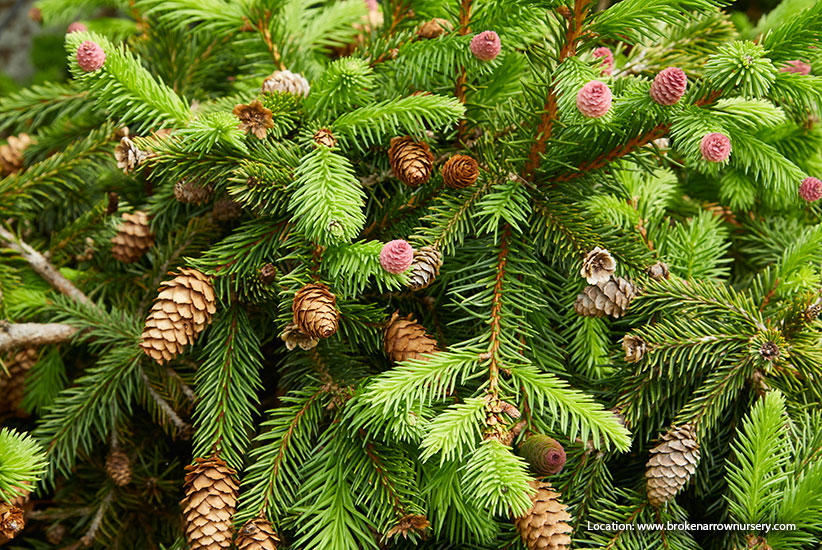 Low Growing Conifers Plants Conifers Garden