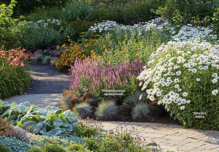 Veronica speedwell planted along with Shasta daisy along a garden path: Deer and rabbits don’t bother speedwell so you don’t need to worry about losing ‘Purpleicious’. The blue fescue, globe thistle and yarrow are quite resistant to their nibbling too.