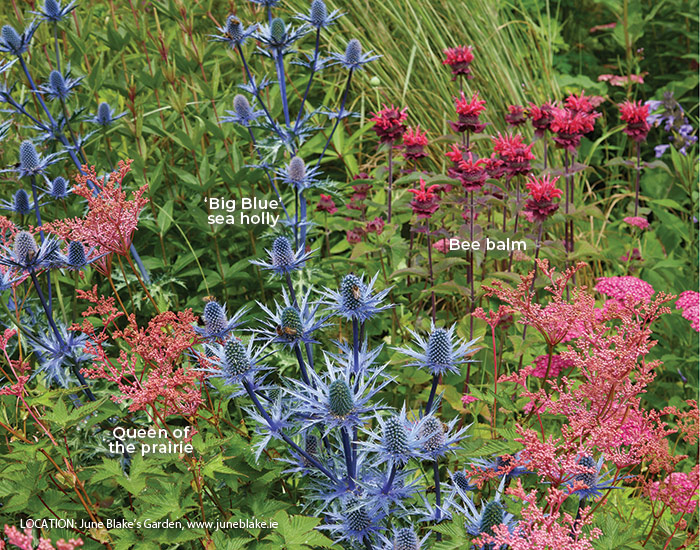 Sea holly, bee balm and Queen of the prairie at June Blake Garden: Super blue ‘Big Blue’ sea holly is known for its intense blue color that holds well even when dried.