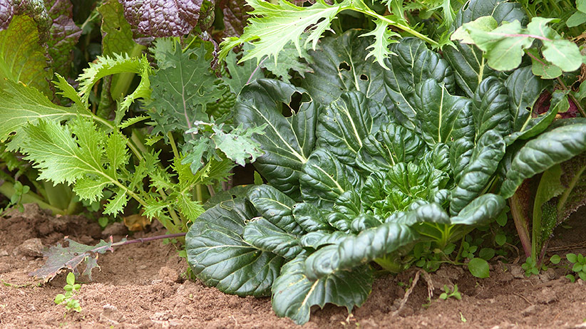 cool-season-vegetables-to-plant-in-fall-pv4: Tatsoi’s leaves have a light "cabbagey" flavor.