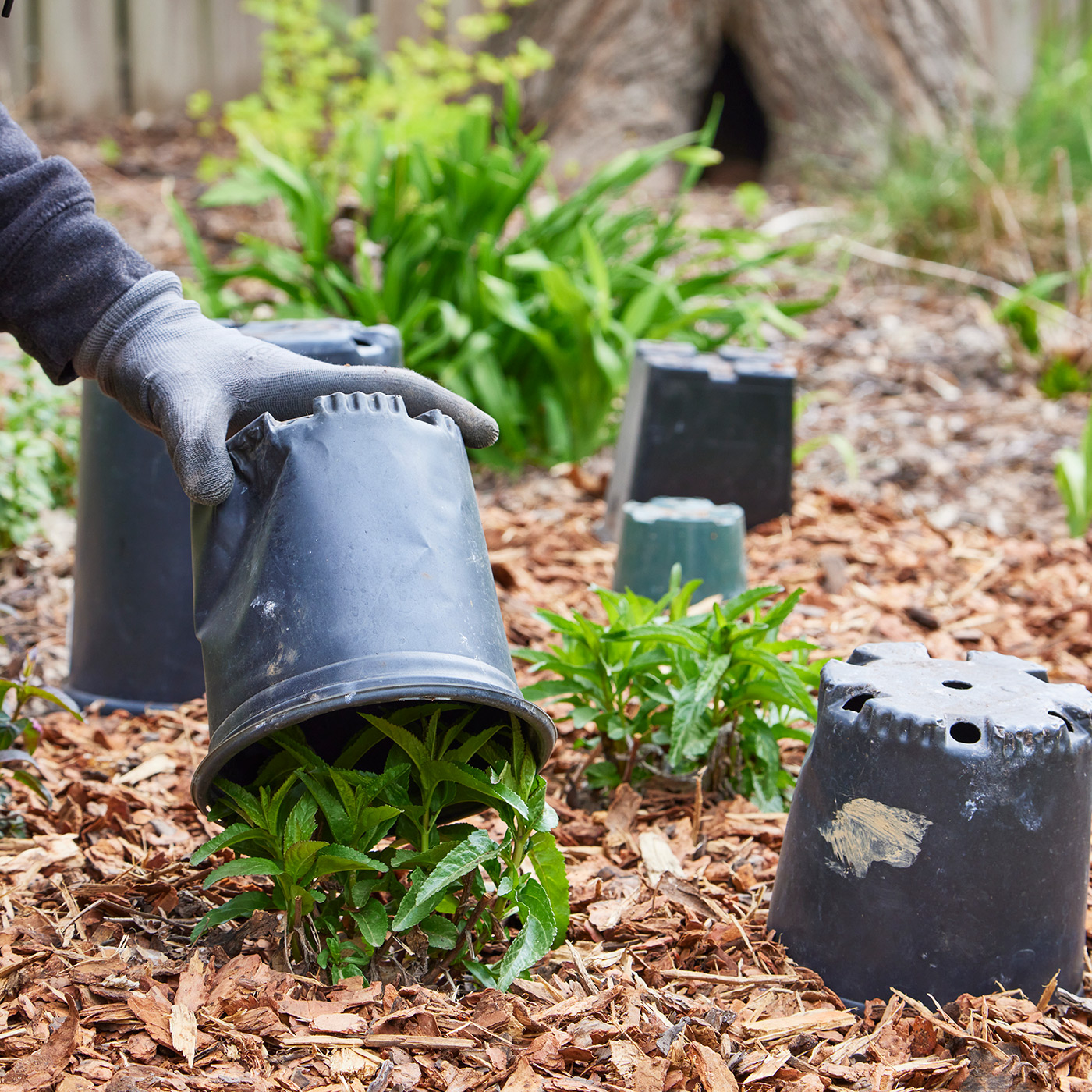 mulch-hack-nursery-pots-after-mulch-1400x1400: Nursery pots protect young plants in the garden while mulching.