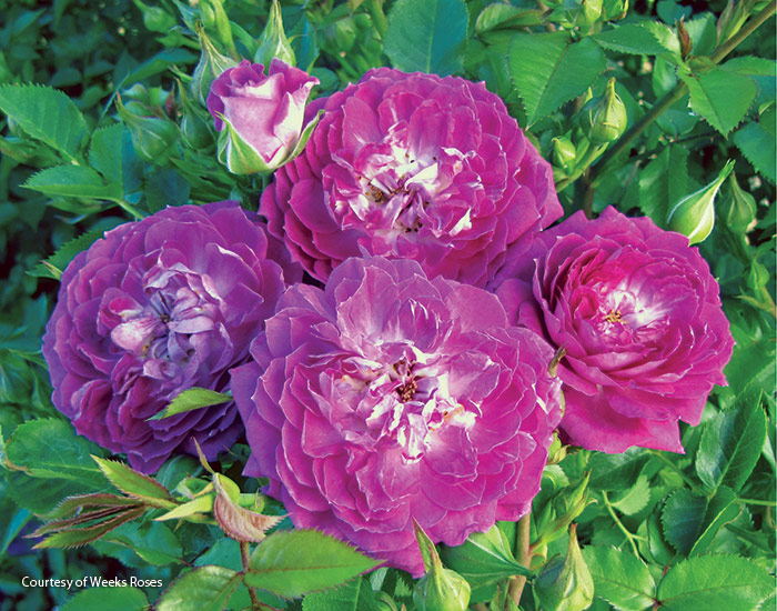 Easy Charmer fragrant rose Weeks Roses: Plant a few of these Easy Charmer miniature roses in a container so you can enjoy them on your patio.  
