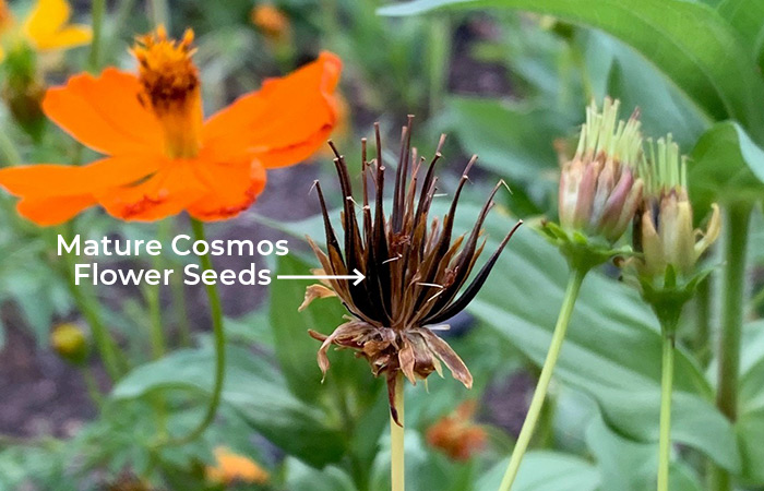 Mature cosmos flower seed: When cosmos spikey seeds turn brown they are ready to harvest.
