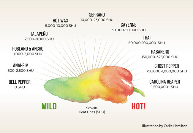 6 Types of Peppers to Develop