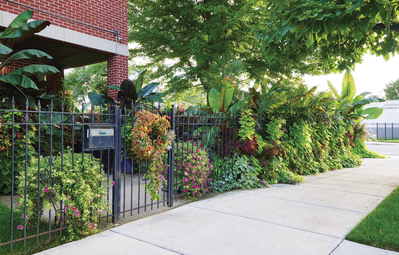 GG187 FG front fence line with foliage: Tall coleus and wandering sweet potato vine ensure there aren’t any color gaps in this living wall that screens the view from the street in this urban garden.