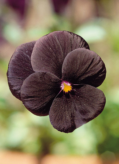 fp-d-black-flowers-foliage-pansy: Satiny black flowers of 'Black Devil' pansy add a unique look to cool-season borders and containers.
