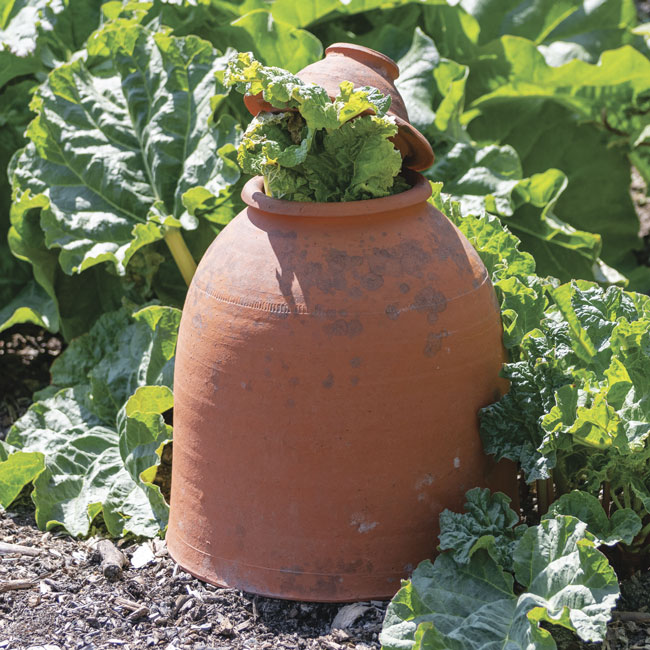 Rhubarb forcing pot: Get an even earlier rhubarb harvest with a forcing pot.
