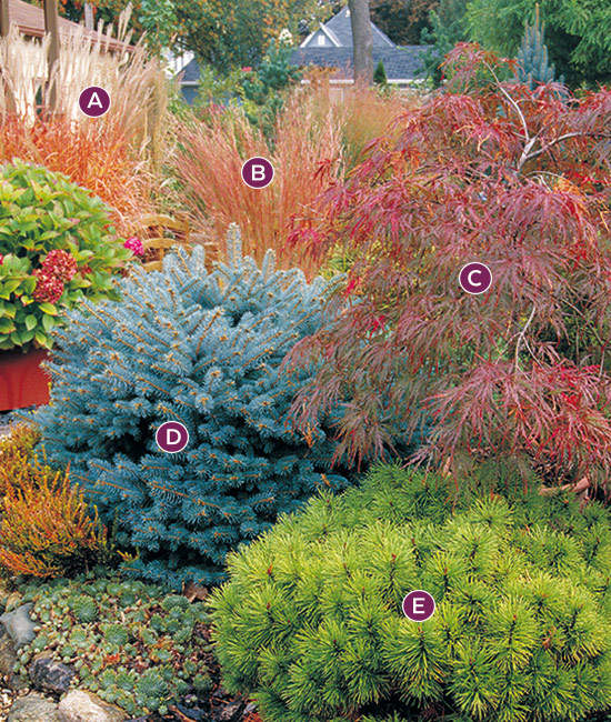 fall foliage combo with blue spruce with lettered labels: Colorful evergreen foliage means the garden will still look amazing in winter. 
