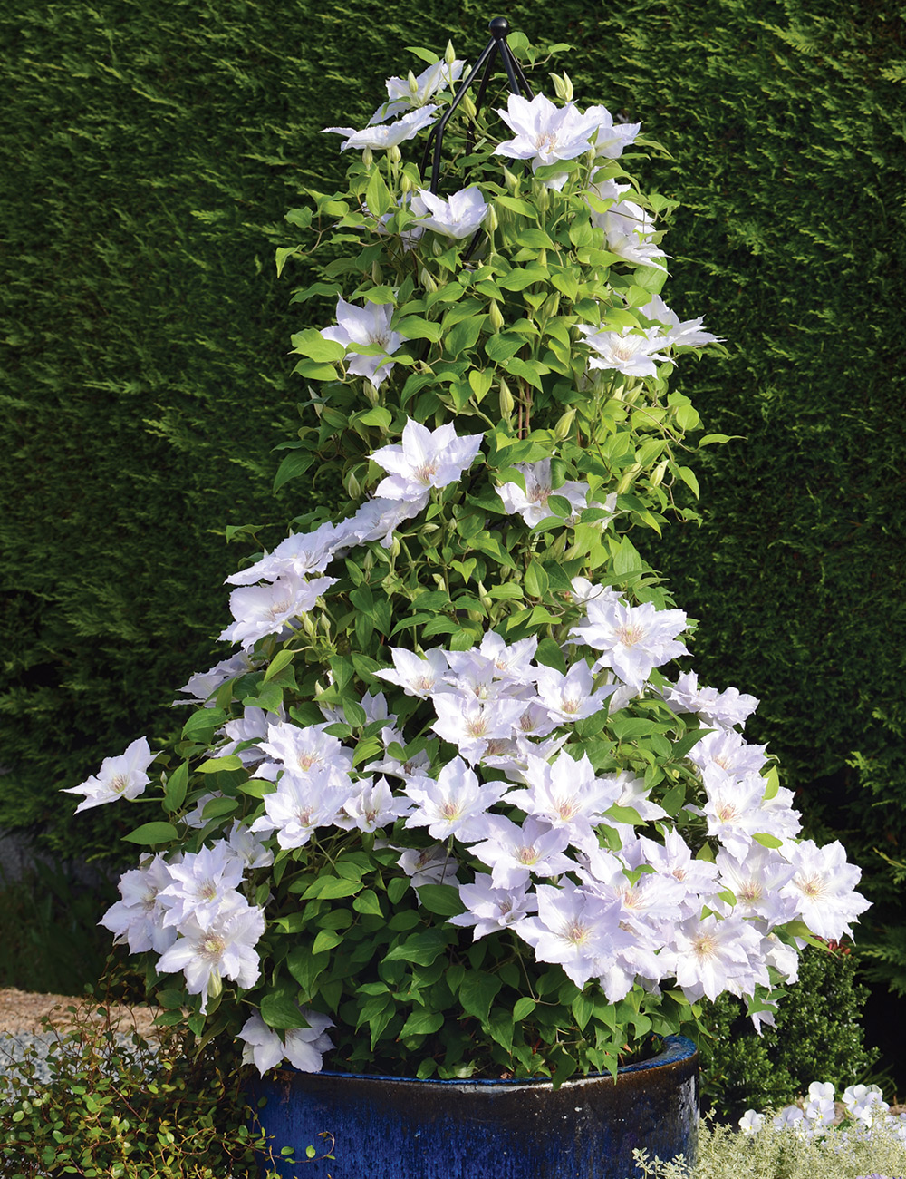 GG186 SW 06 Tranquilite 1000x1300-courtesy-of-Guernsey-Clematis-Nursery-LTD: Tranquilité clematis is a stunning variety as a specimen in a colorful planter. Photo courtesy of Guernsey Clematis Nursery, Ltd.