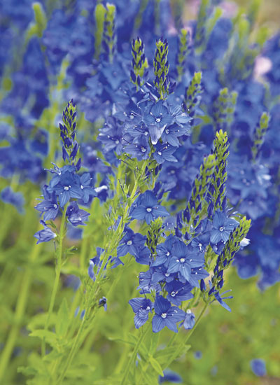 ‘Crater Lake Blue’ Hungarian speedwell (Veronica austriaca subsp. teucrium) 